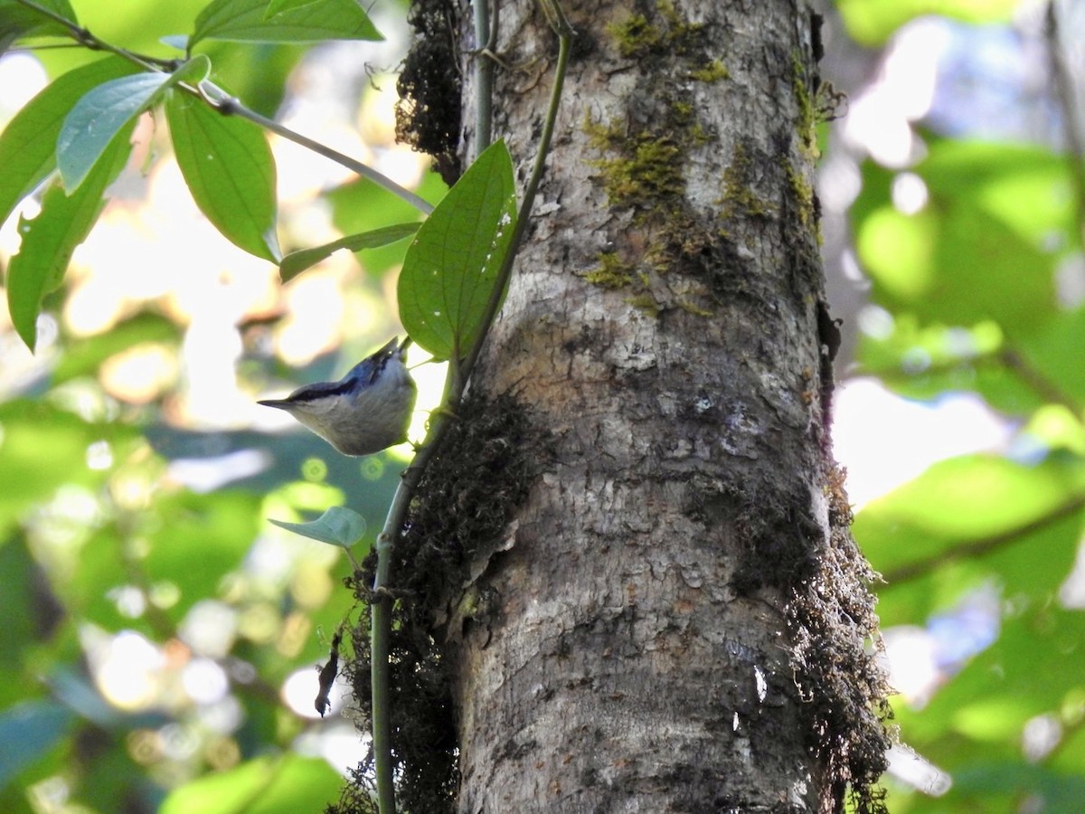 Chestnut-vented Nuthatch - ML642380751