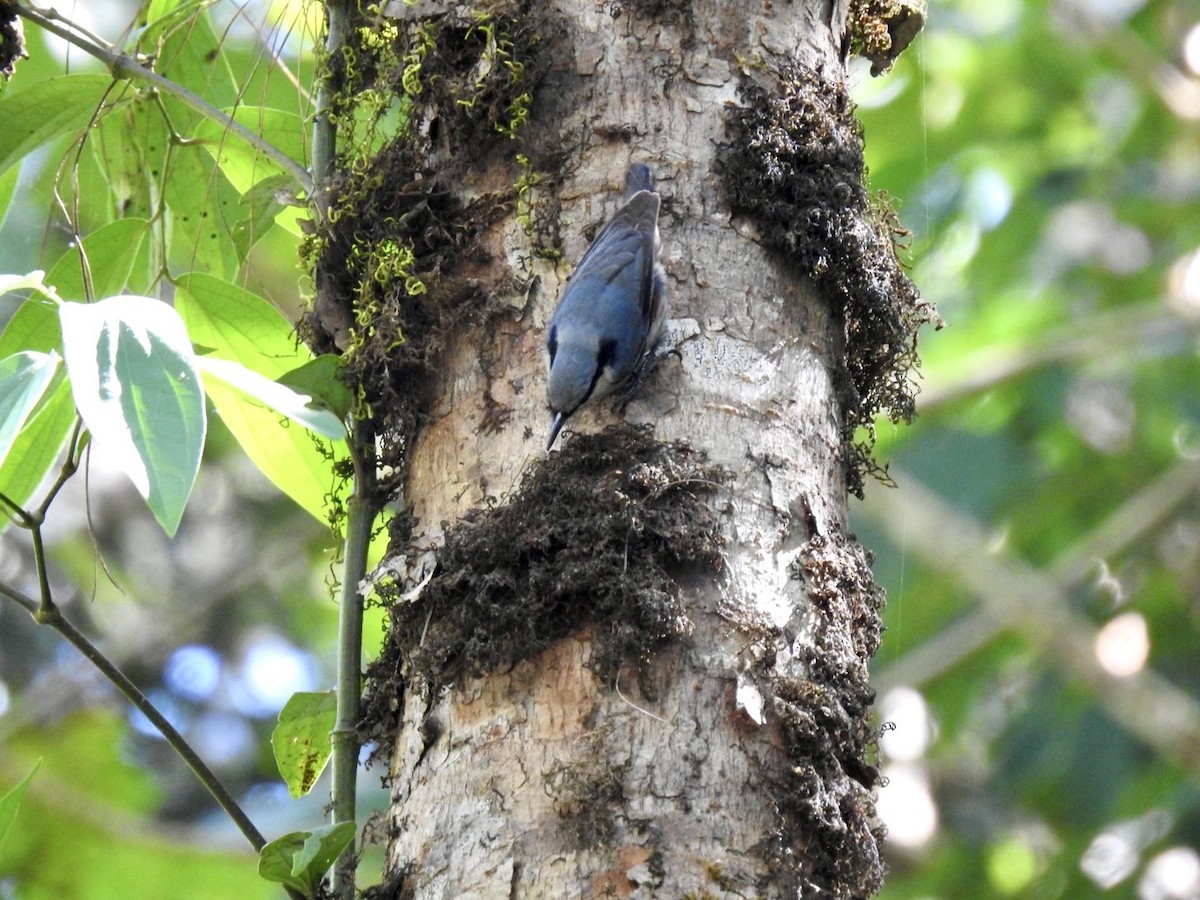 Chestnut-vented Nuthatch - ML642380752