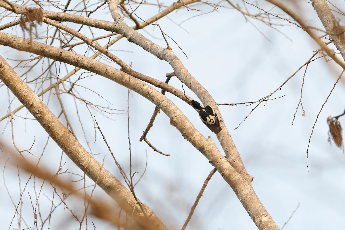 Heart-spotted Woodpecker - ML642380765