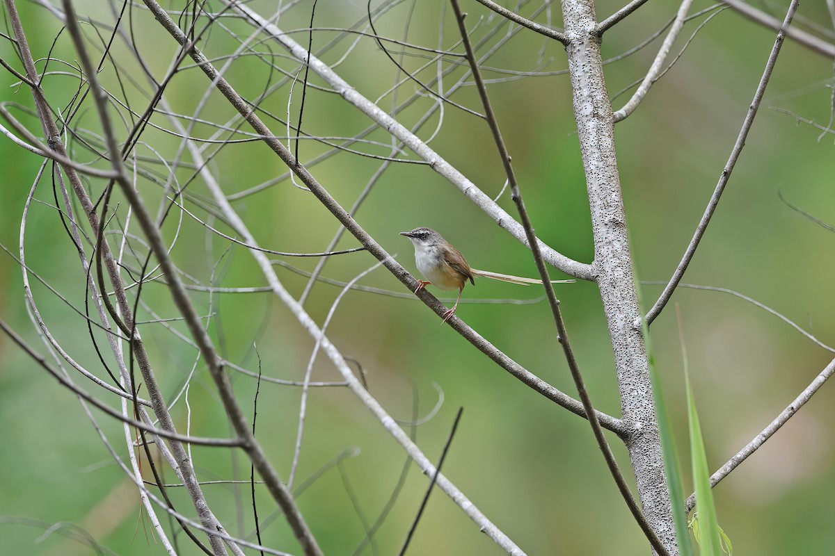 Hill Prinia - ML642380788