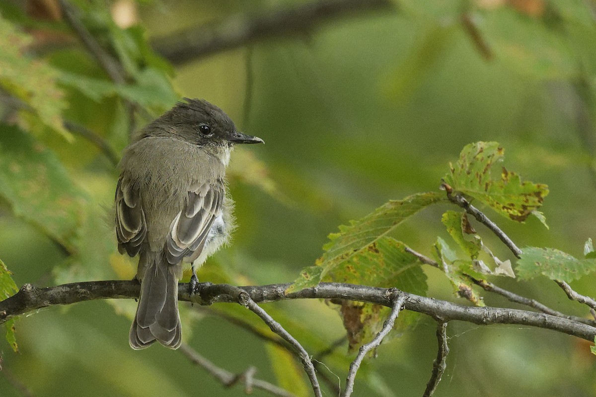 Eastern Phoebe - ML642380801