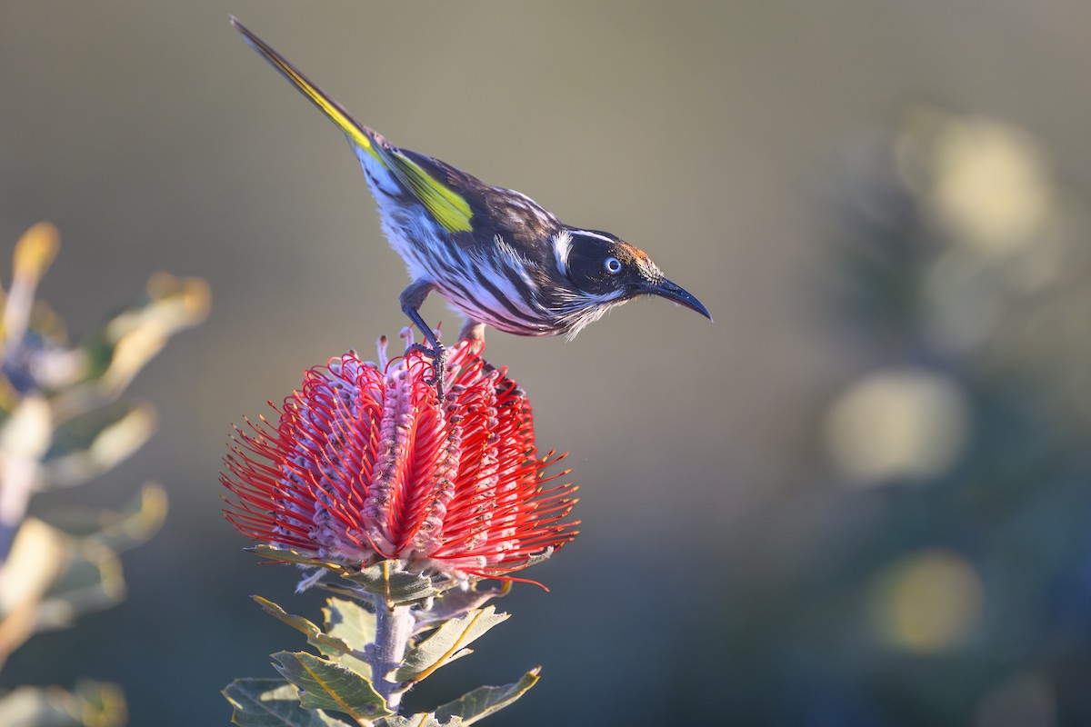 New Holland Honeyeater - ML642380813