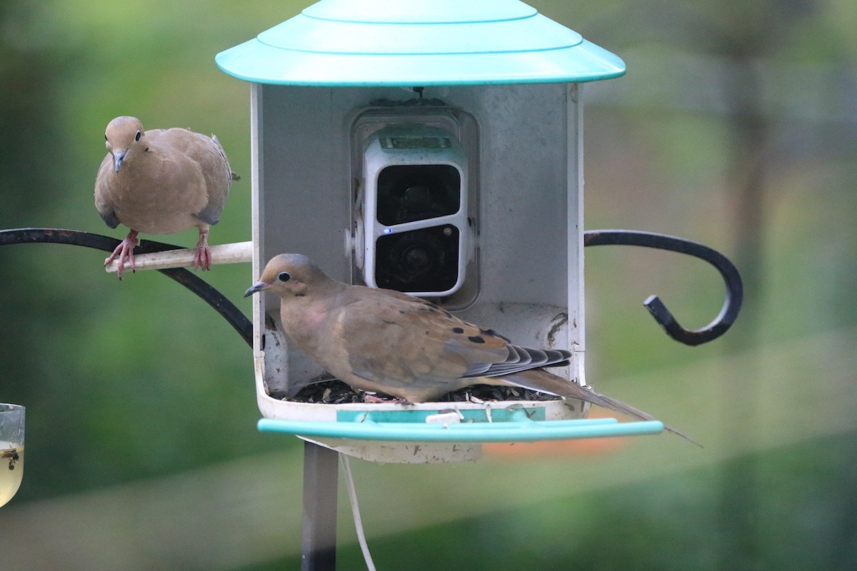Mourning Dove - ML642380821