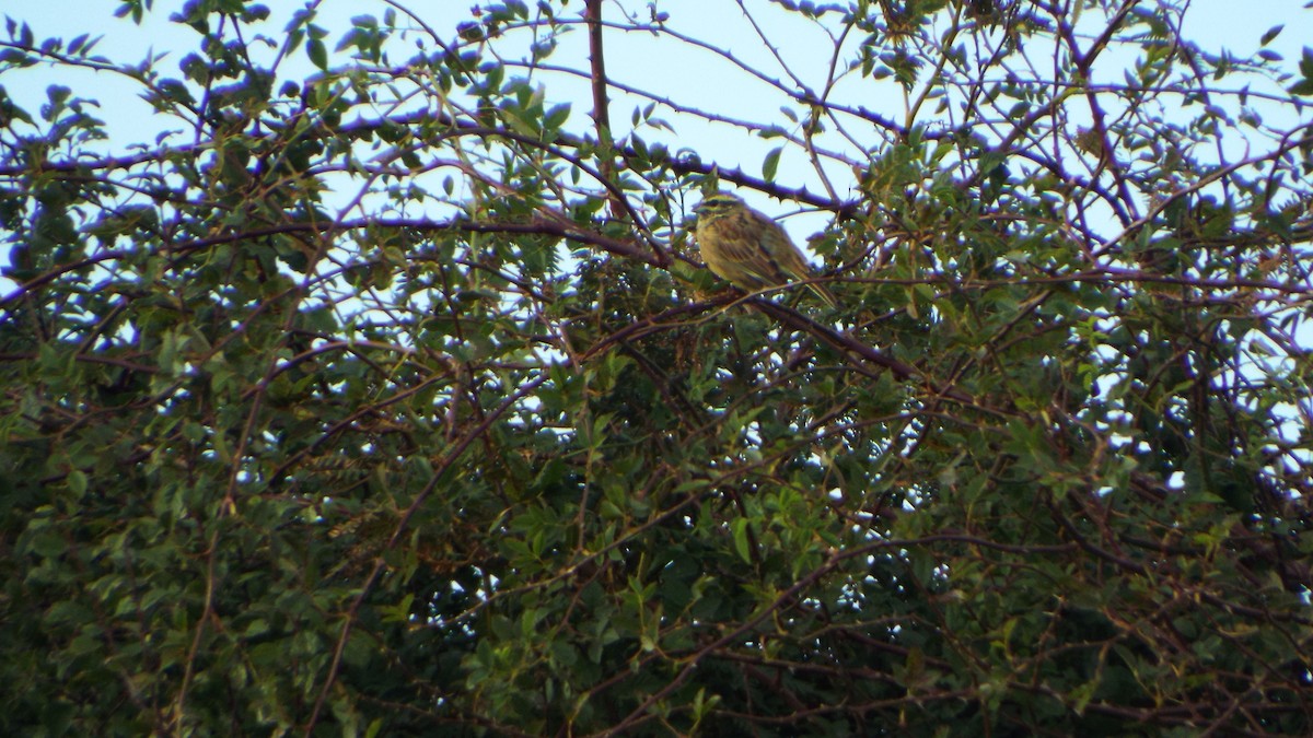 Cirl Bunting - ML642380827