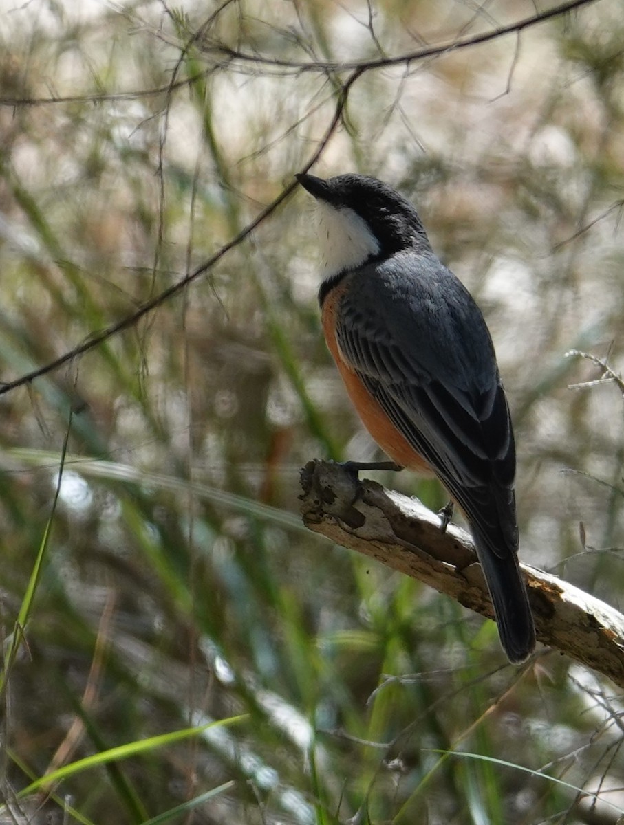 Rufous Whistler - ML642380828