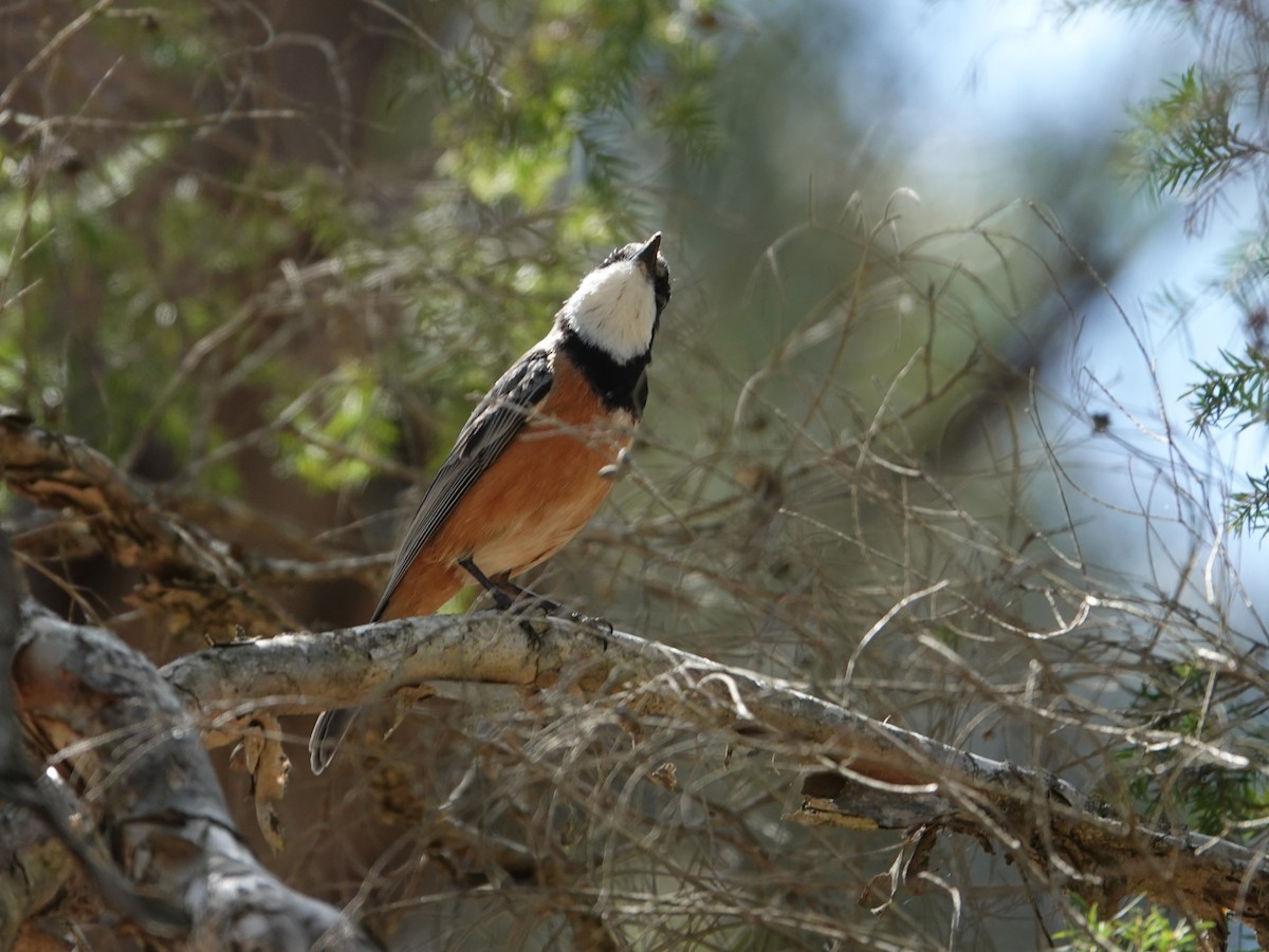 Rufous Whistler - ML642380829