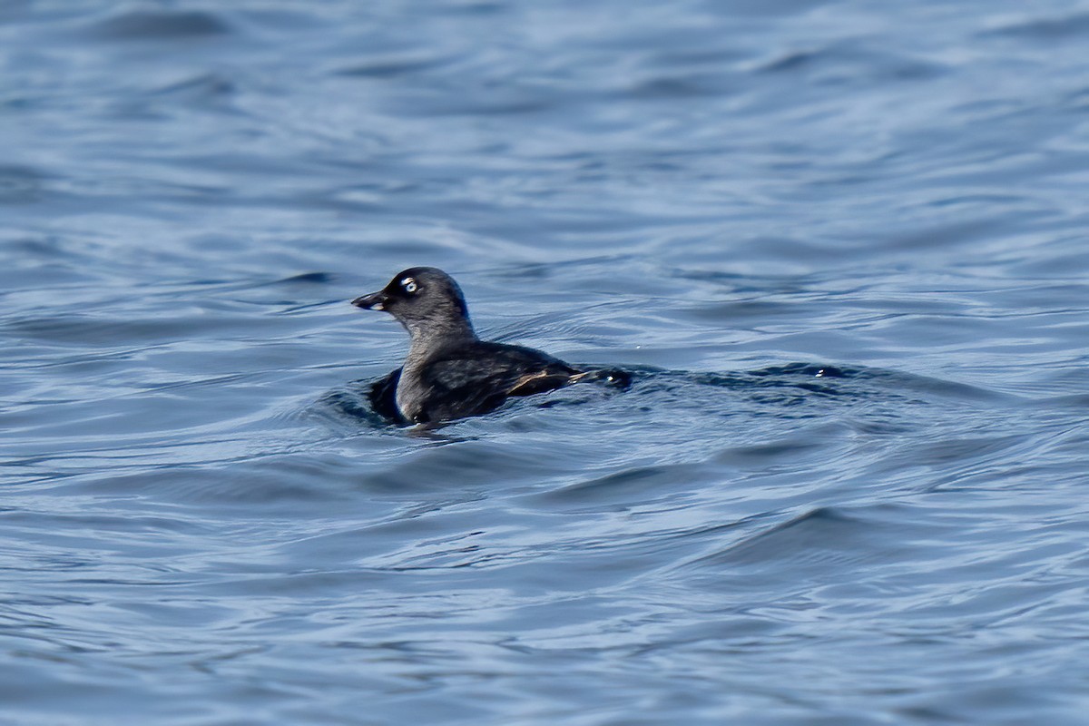 Cassin's Auklet - ML642380855
