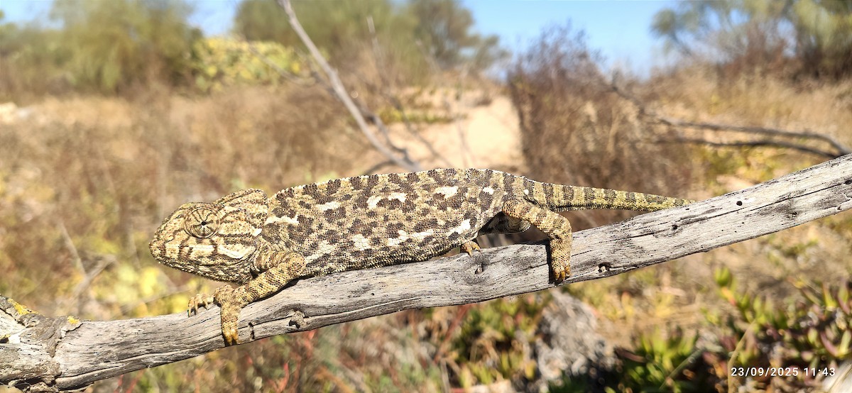 Common Chameleon - ML642380856