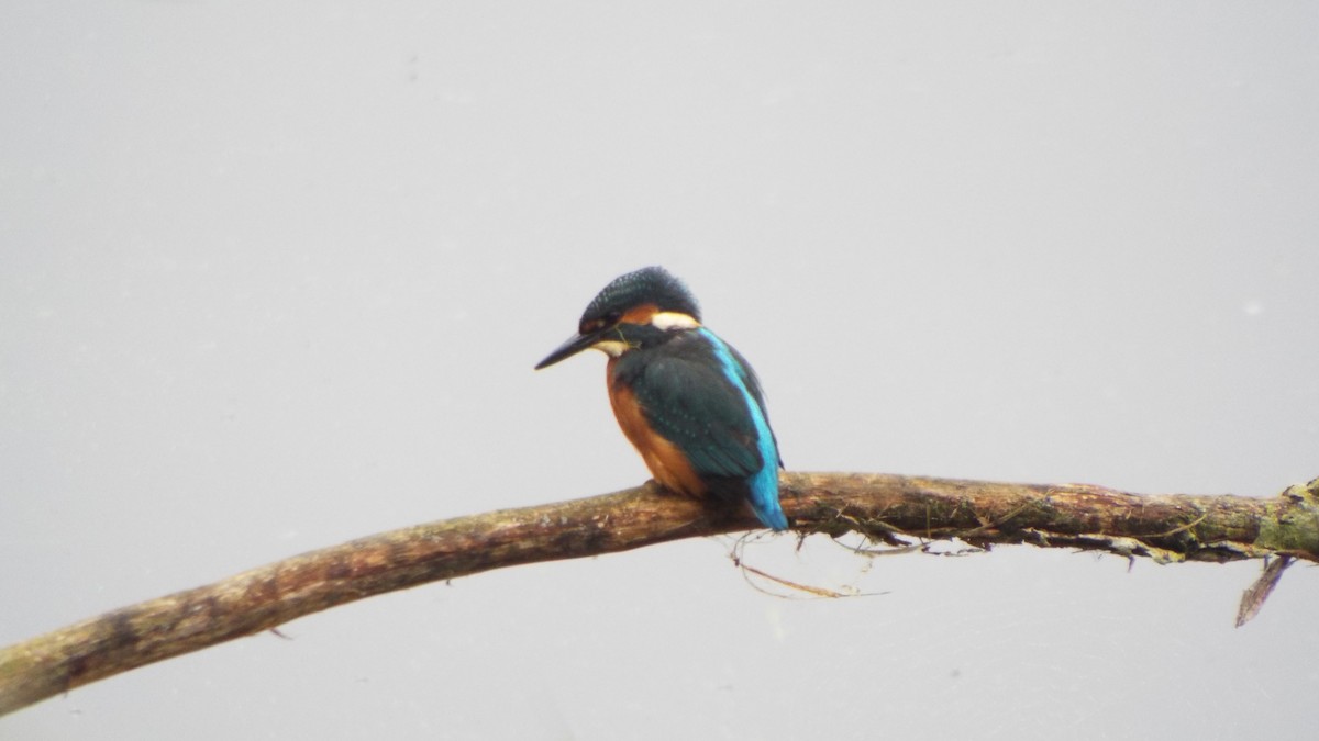 Common Kingfisher - ML642380858
