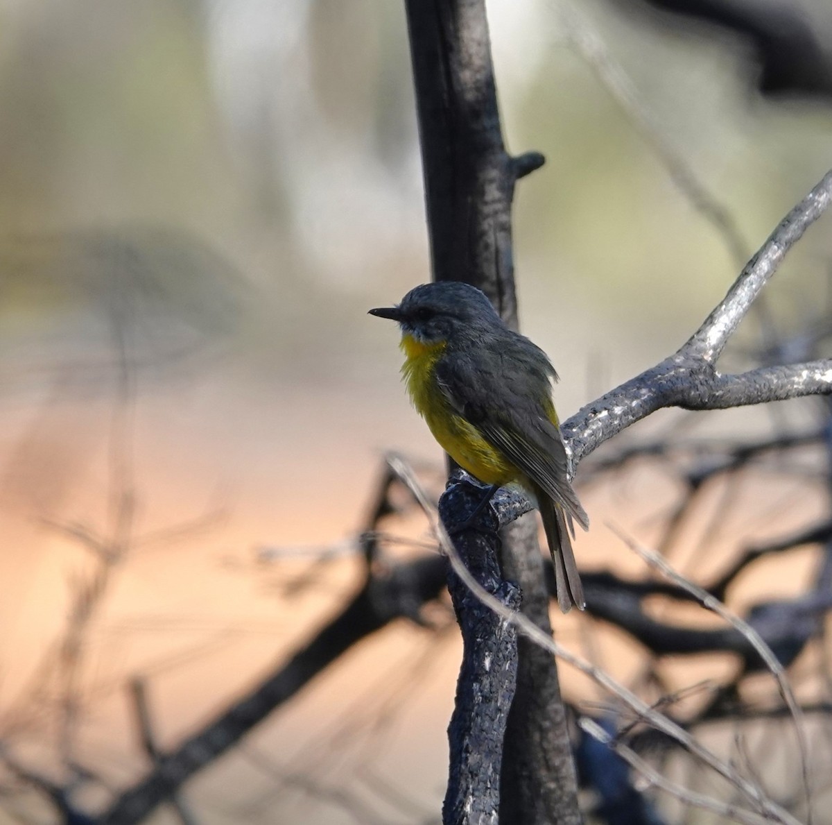 Eastern Yellow Robin - ML642380862