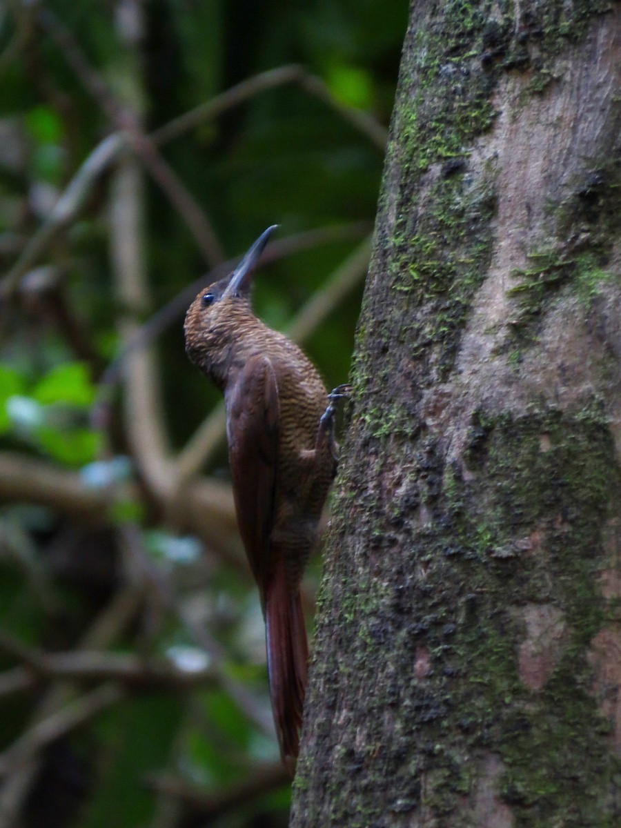 Northern Barred-Woodcreeper - ML642380867