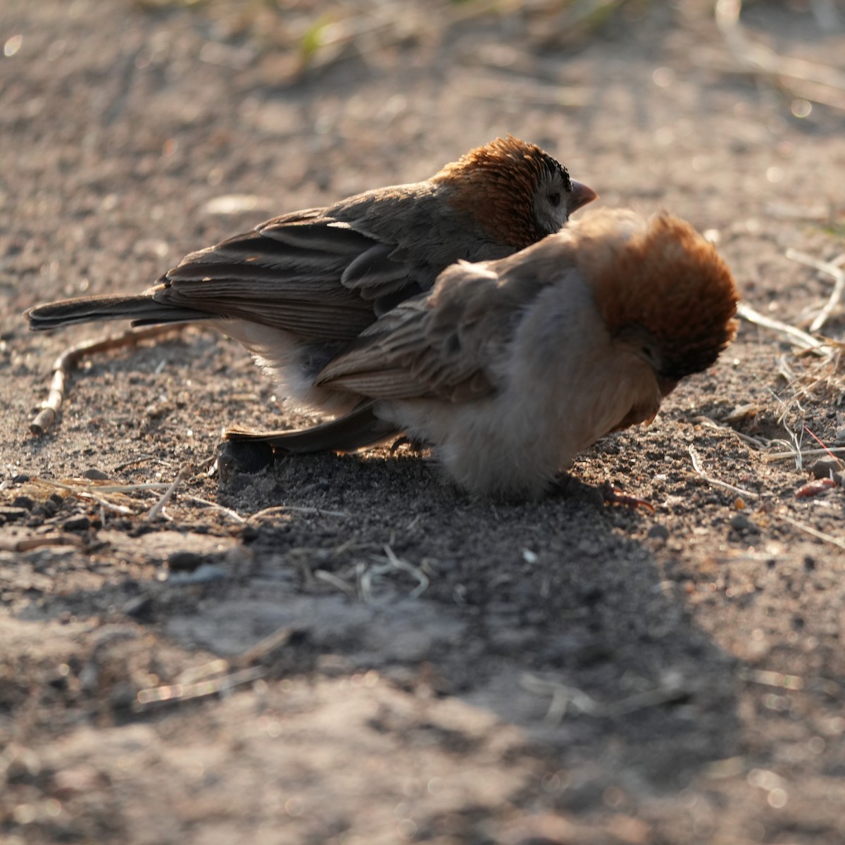 Speckle-fronted Weaver - ML642380874
