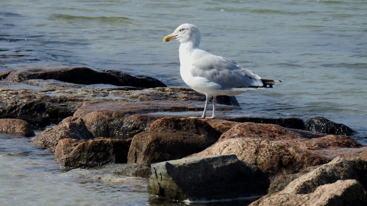 racek americký - ML642380889