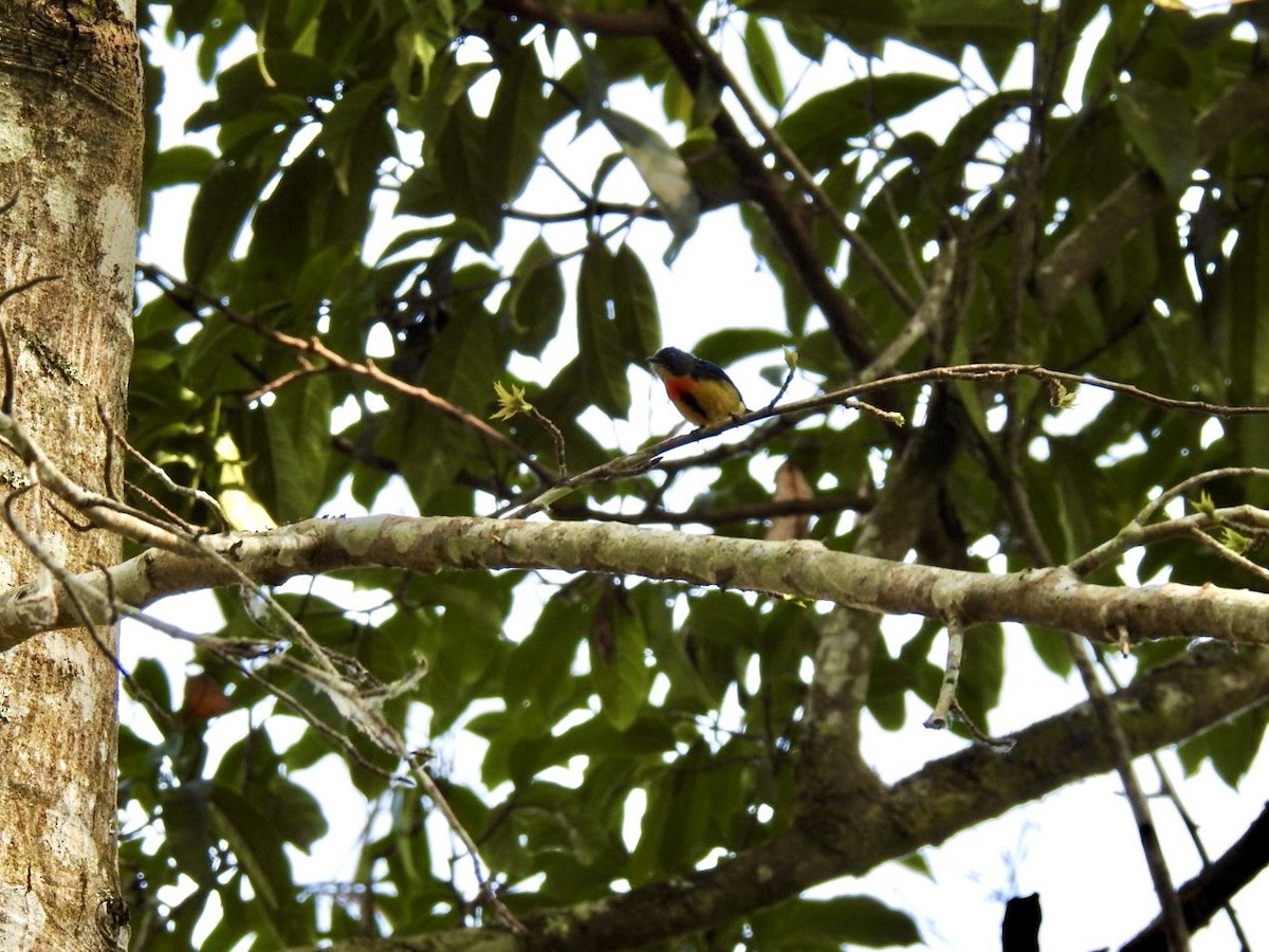 Fire-breasted Flowerpecker - ML642380900