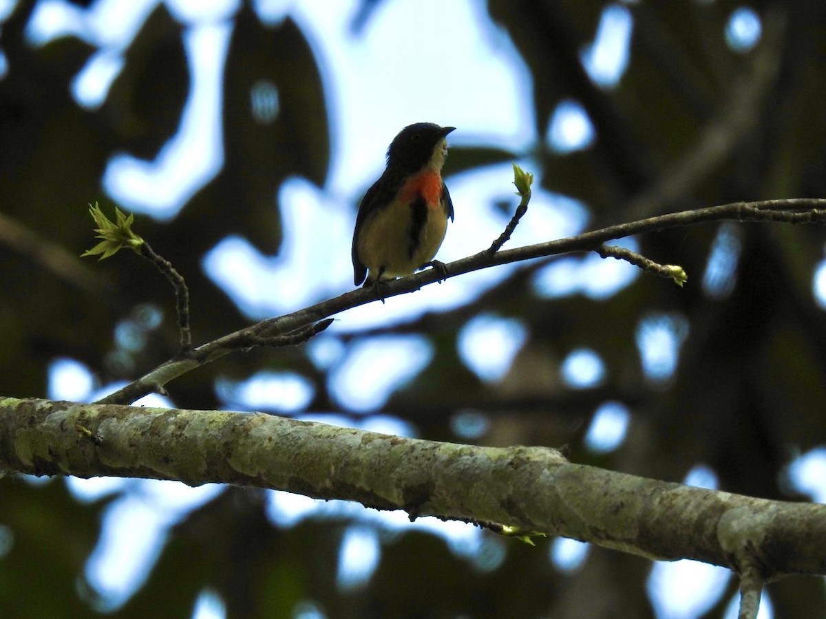 Fire-breasted Flowerpecker - ML642380901