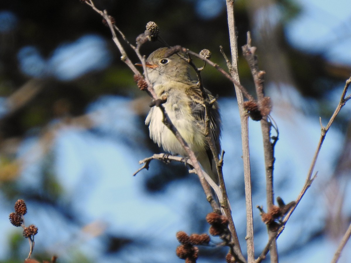 Empidonax sp. - ML642380902
