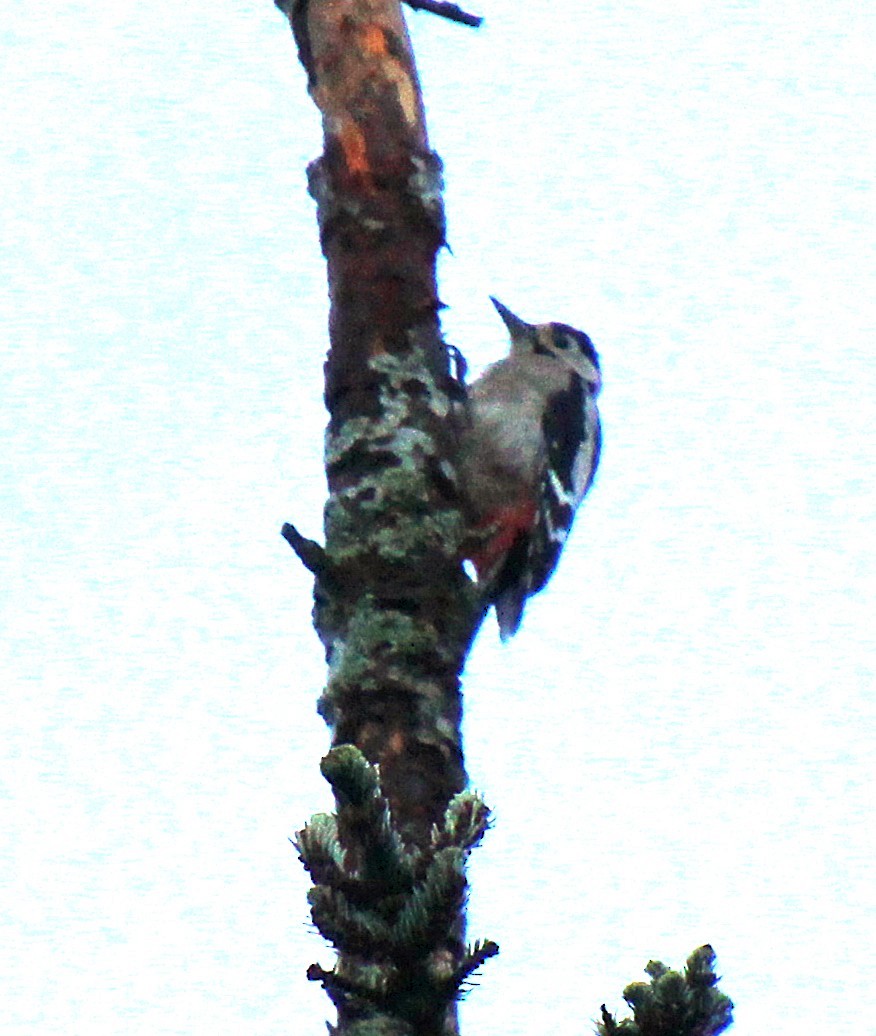 strakapoud velký - ML642380904