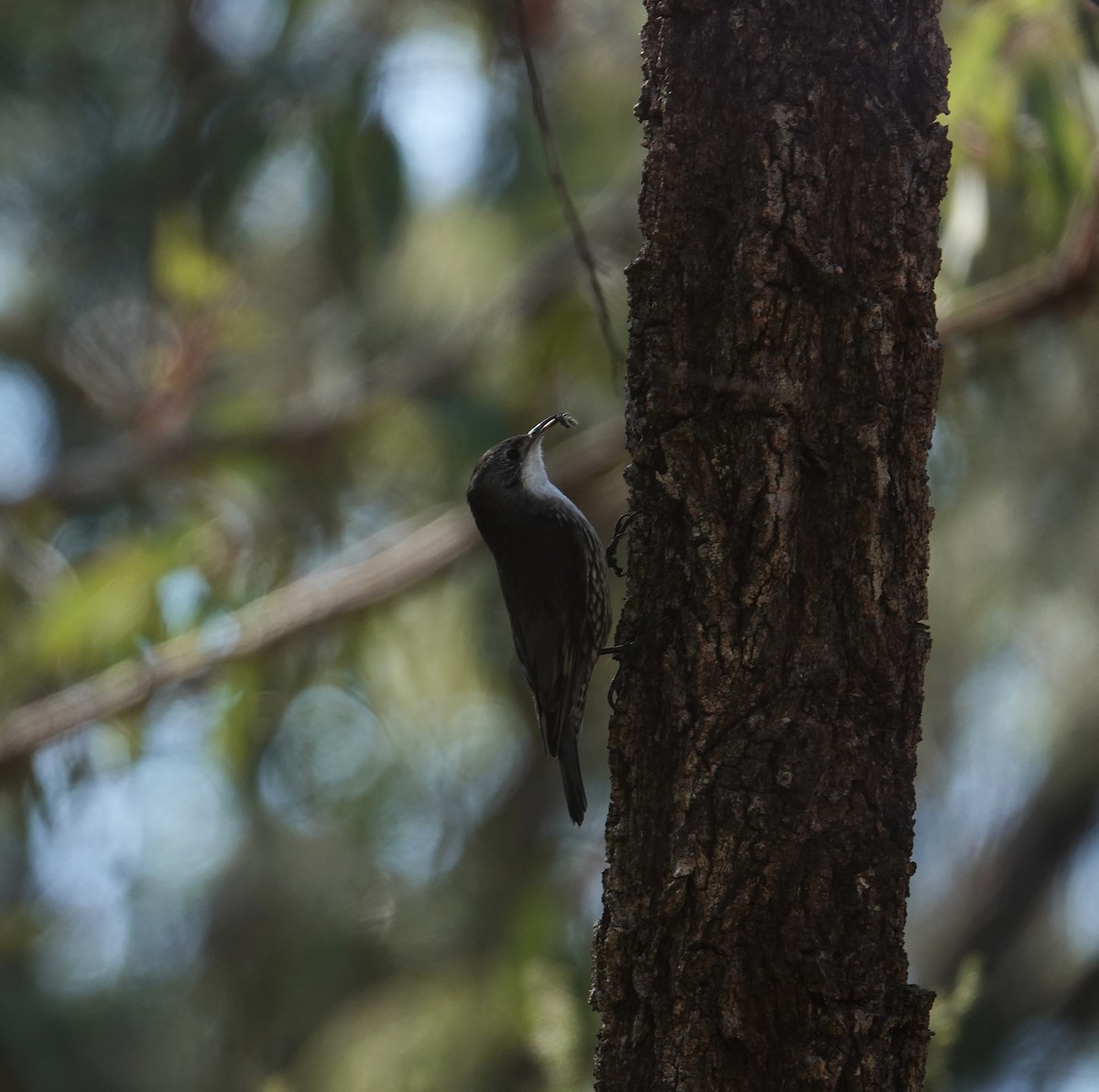 White-throated Treecreeper - ML642380912