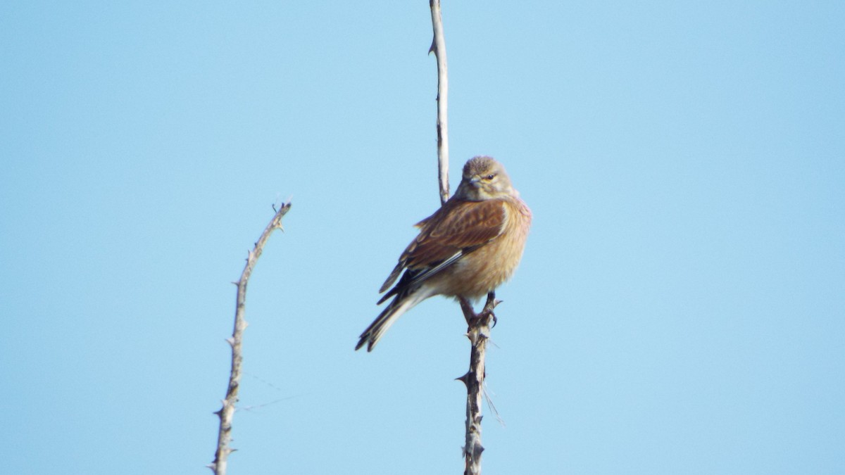 Eurasian Linnet - ML642380915