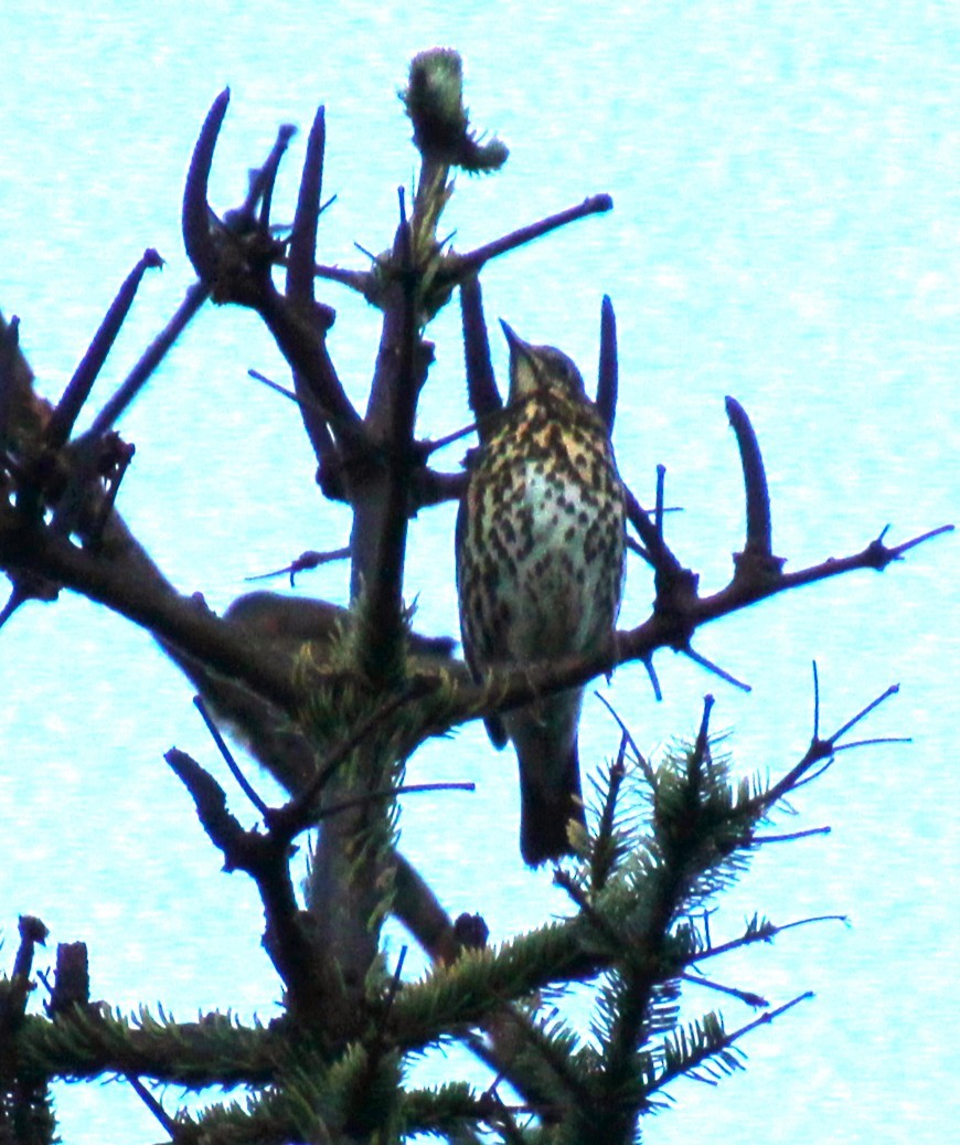 Song Thrush - ML642380916