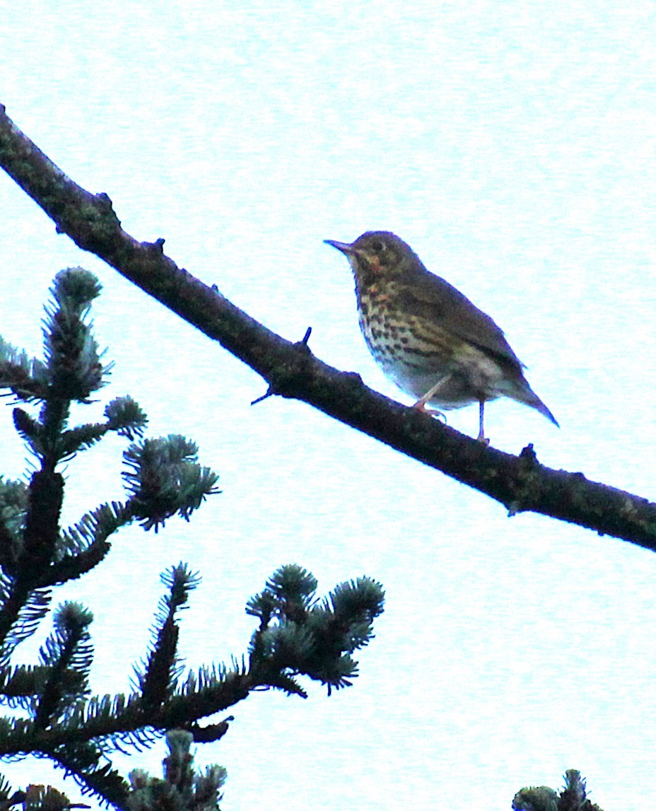Song Thrush - ML642380917