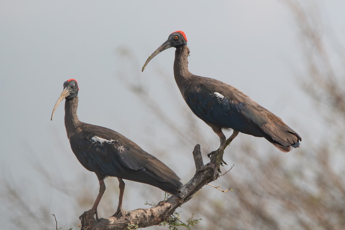 Red-naped Ibis - ML642380920