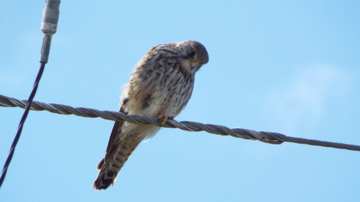 Eurasian Kestrel - ML642380923