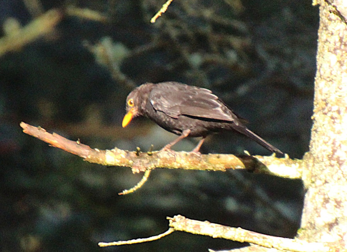 Eurasian Blackbird - ML642380931