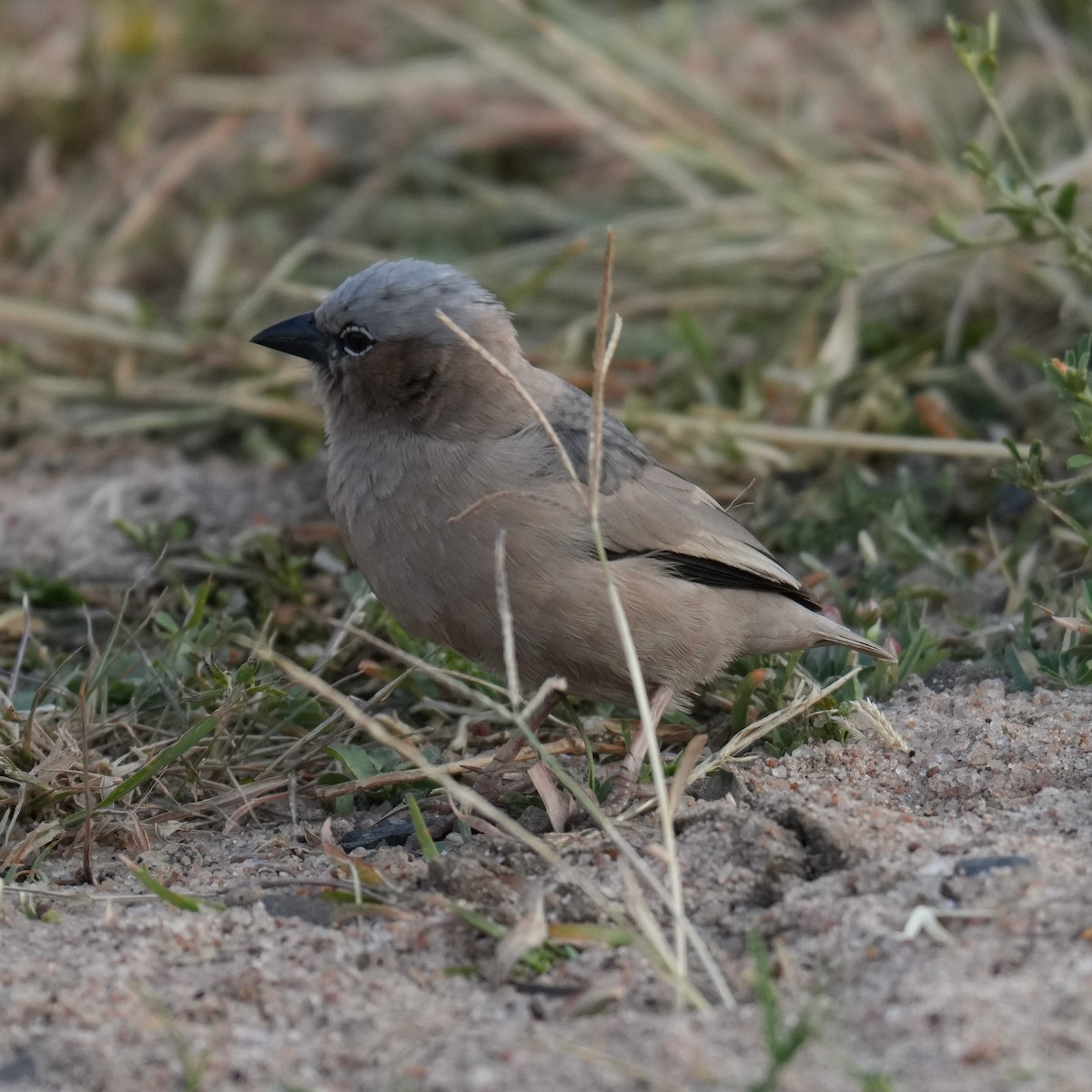 Gray-capped Social-Weaver - ML642380932