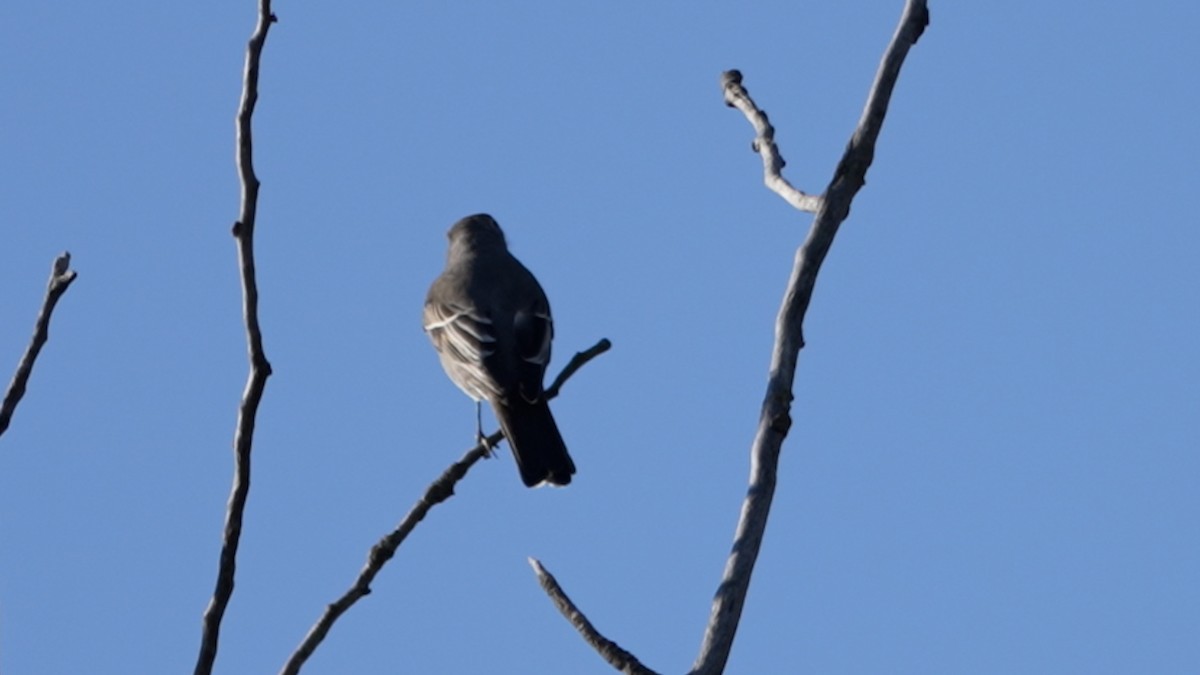 Townsend's Solitaire - ML642380949
