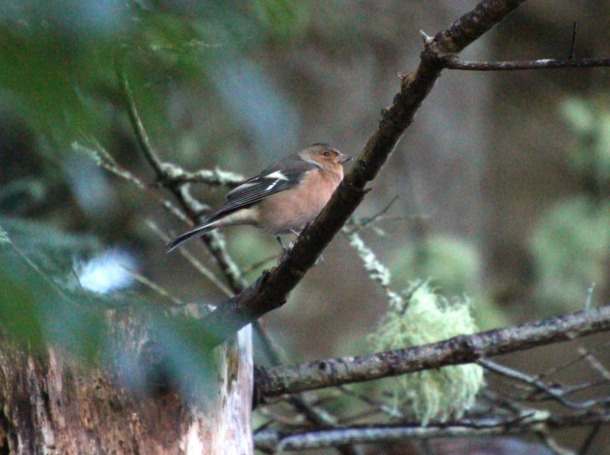 Common Chaffinch - ML642380957