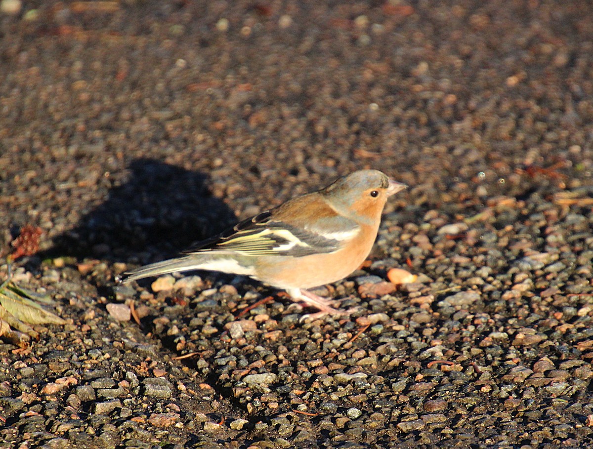 Common Chaffinch - ML642380958