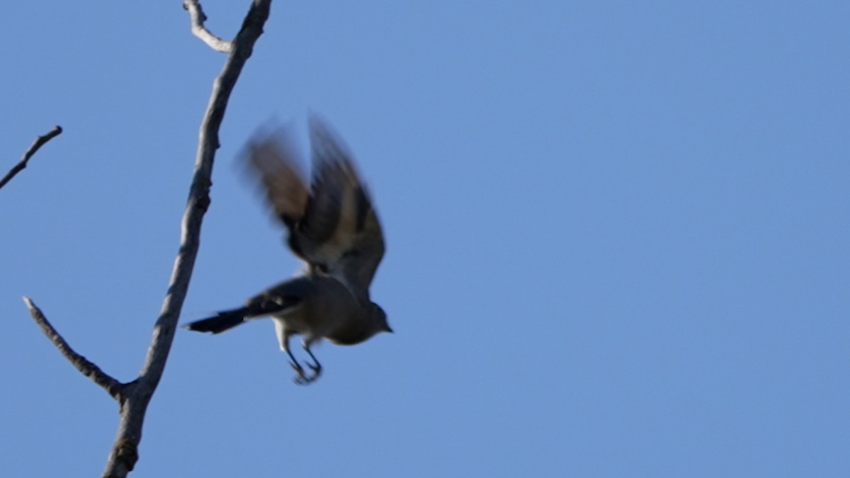 Townsend's Solitaire - ML642380962