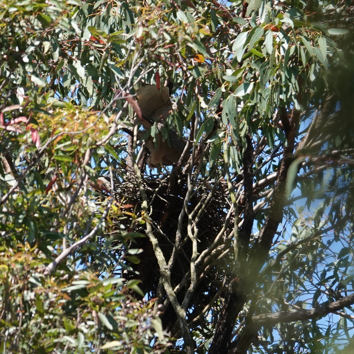 Brown Goshawk - ML642380983