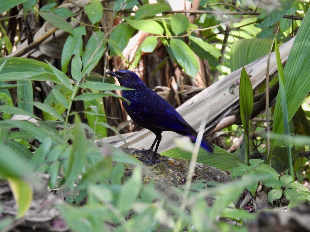 Blue Whistling-Thrush - ML642381003