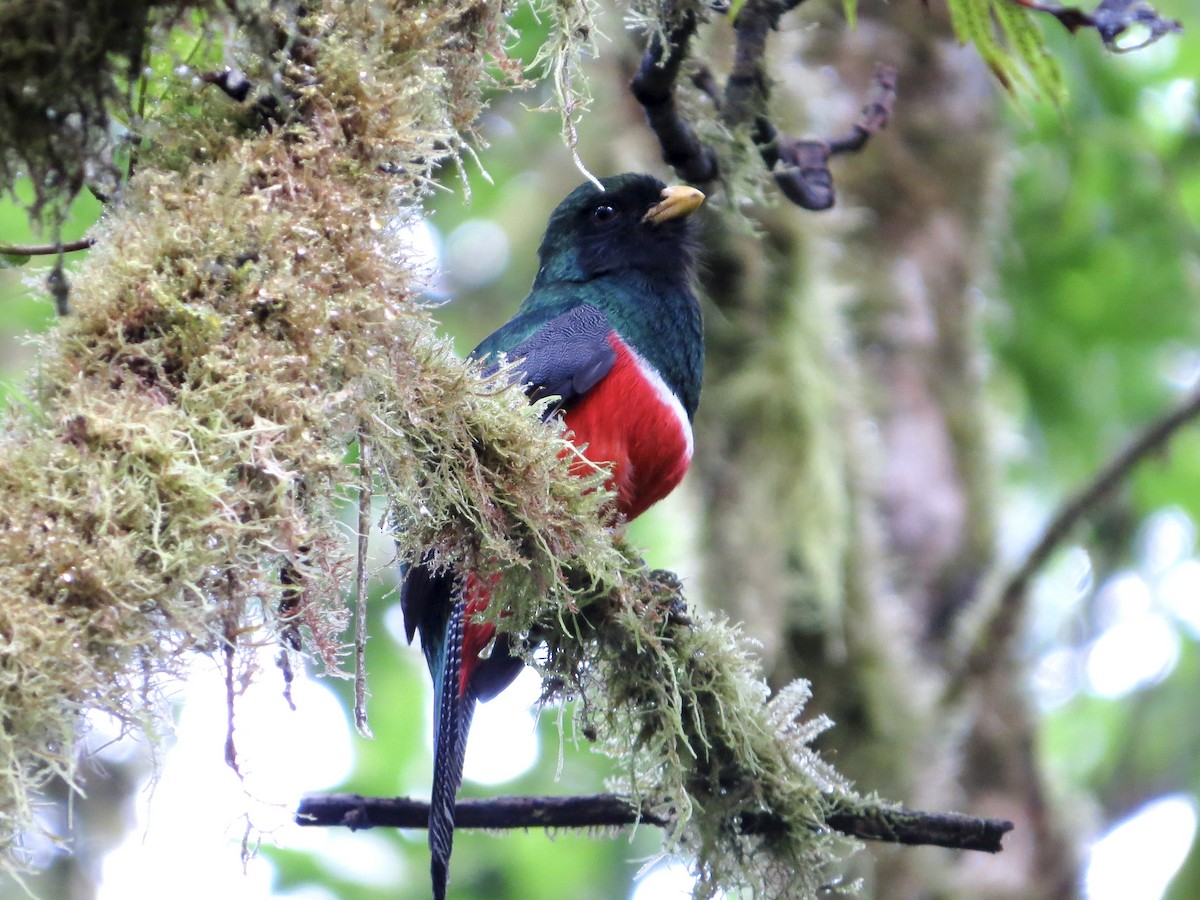 Collared Trogon (Xalapa) - ML642381012