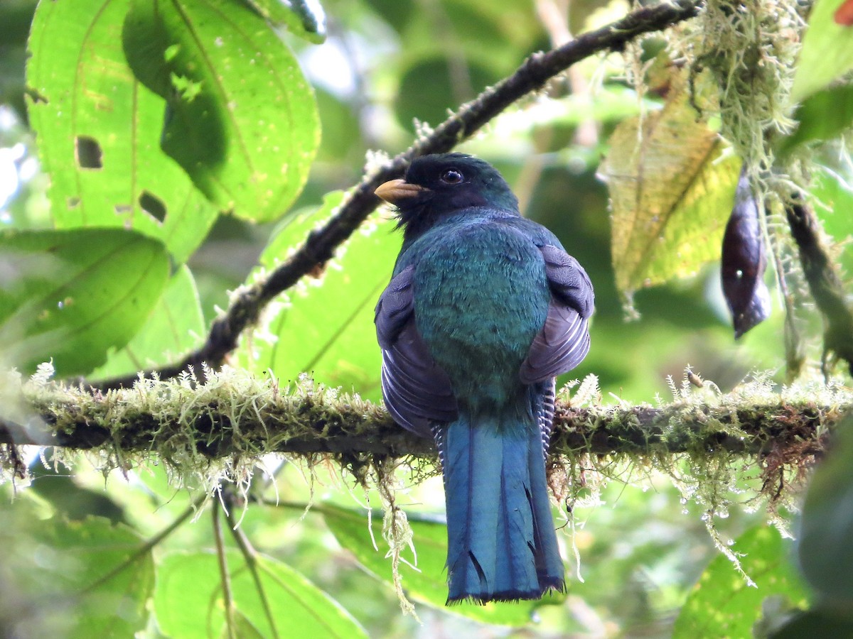 Collared Trogon (Xalapa) - ML642381013