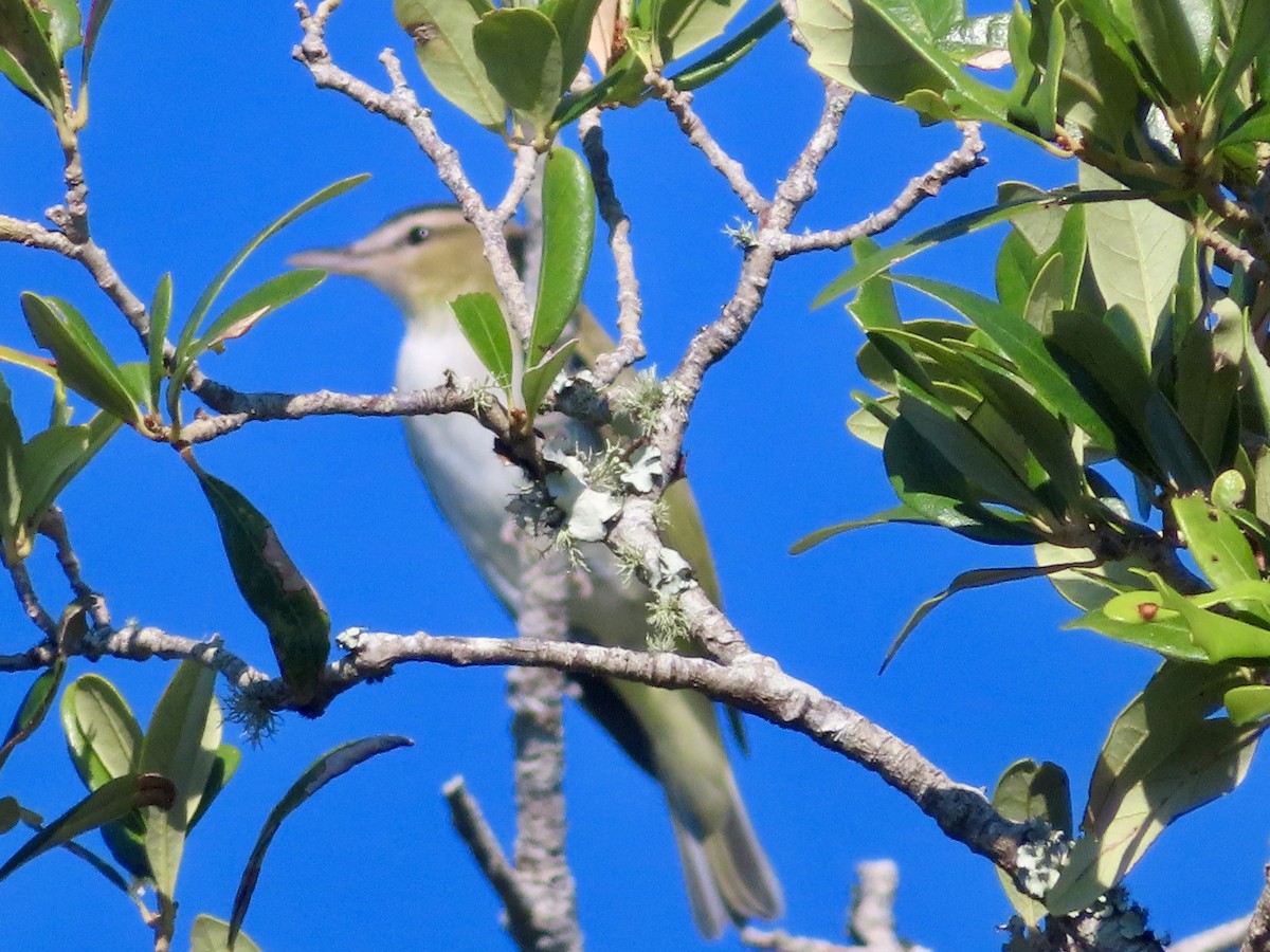 rødøyevireo - ML642381017