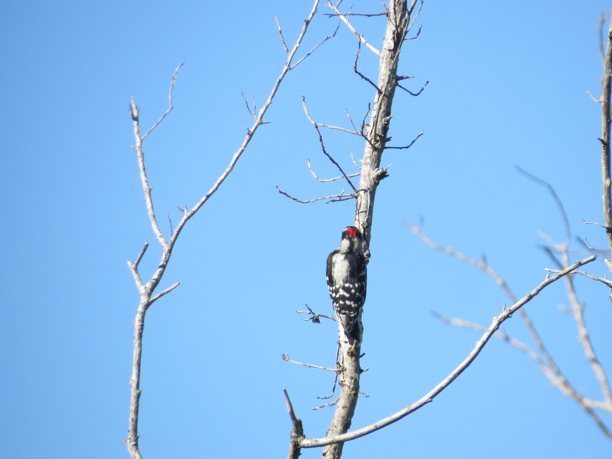 Downy Woodpecker - ML642381028