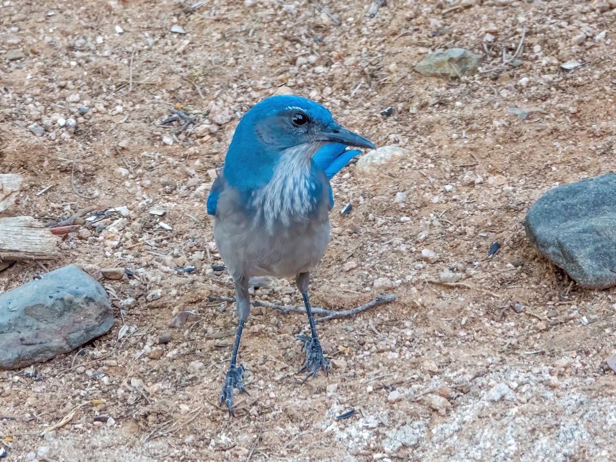 Woodhouse's Scrub-Jay - ML642381036
