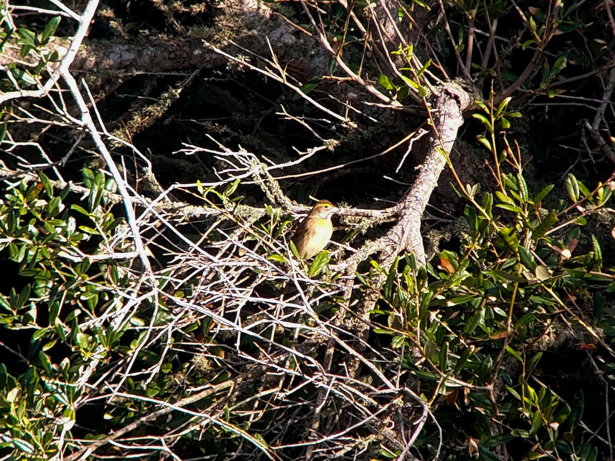 papežík americký - ML642381037