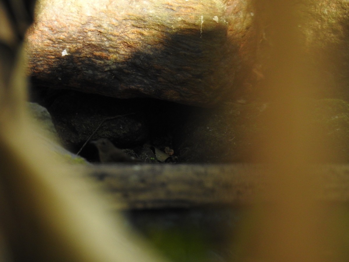 muscicapid sp. - ML642381047