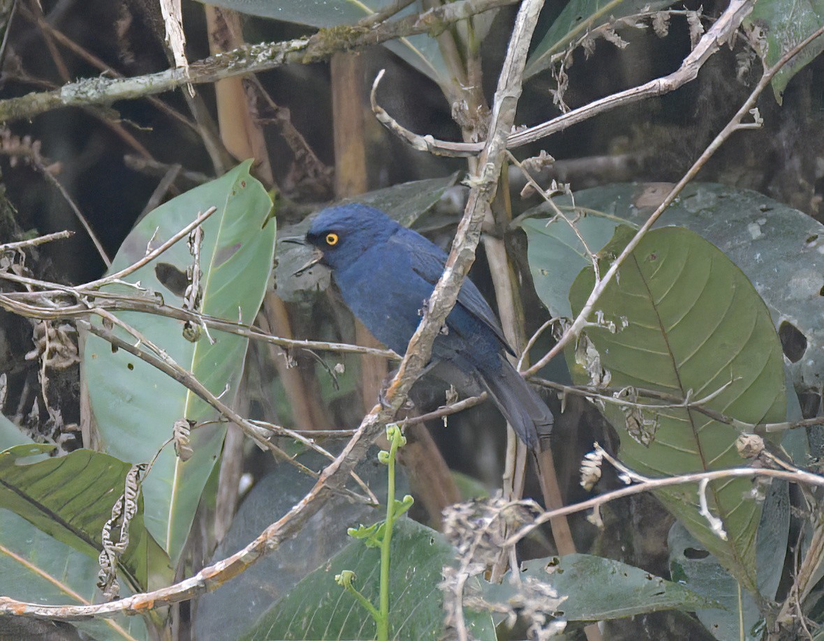 Deep-blue Flowerpiercer - ML642381050