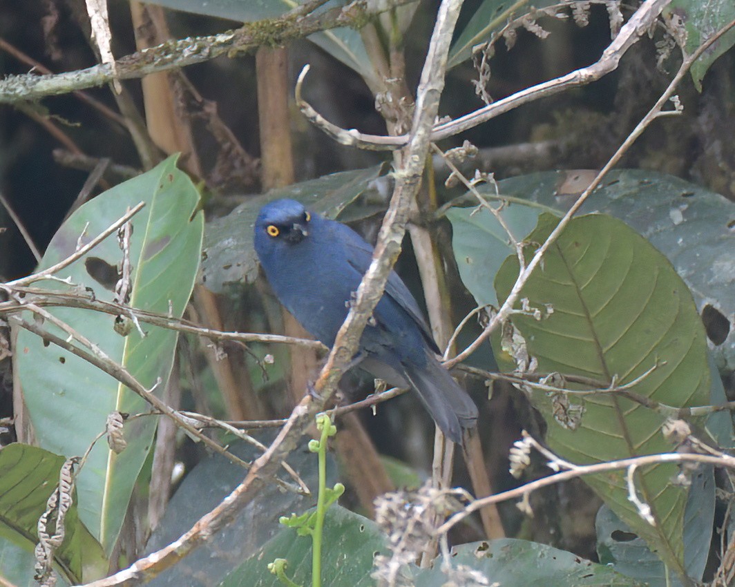 Deep-blue Flowerpiercer - ML642381051