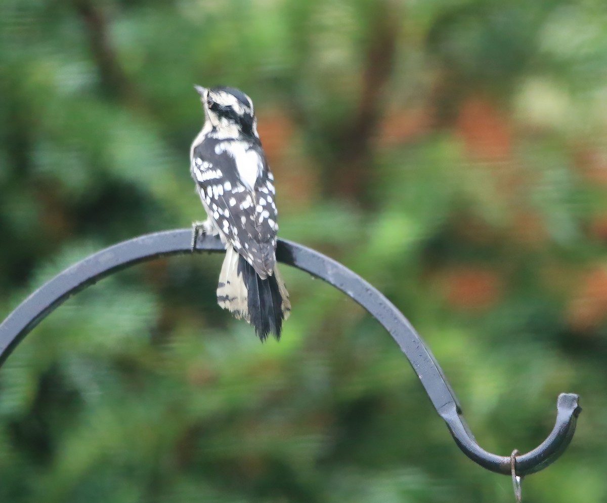 Downy Woodpecker - ML642381057