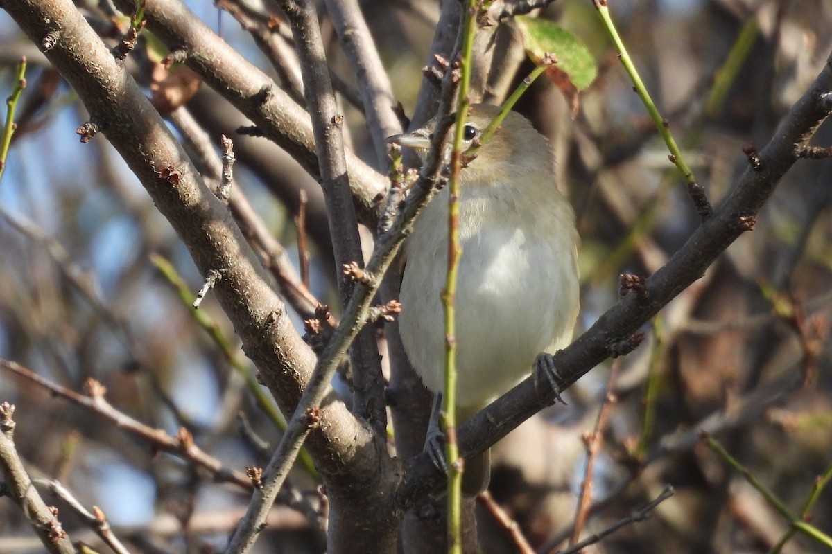 Garden Warbler - ML642381063