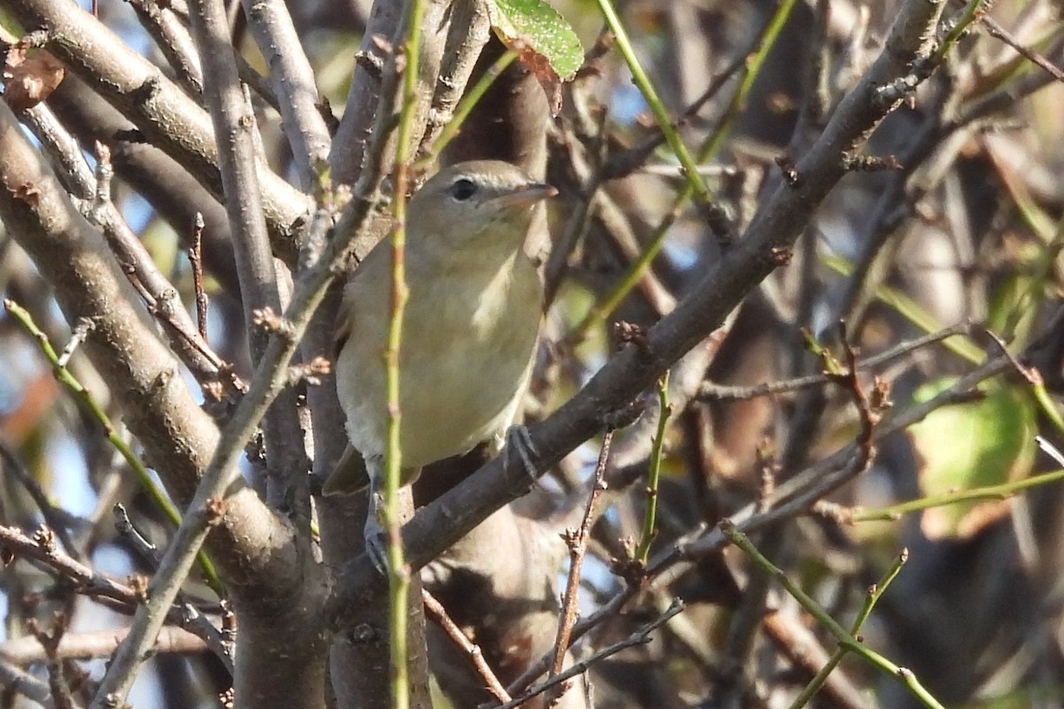 Garden Warbler - ML642381064