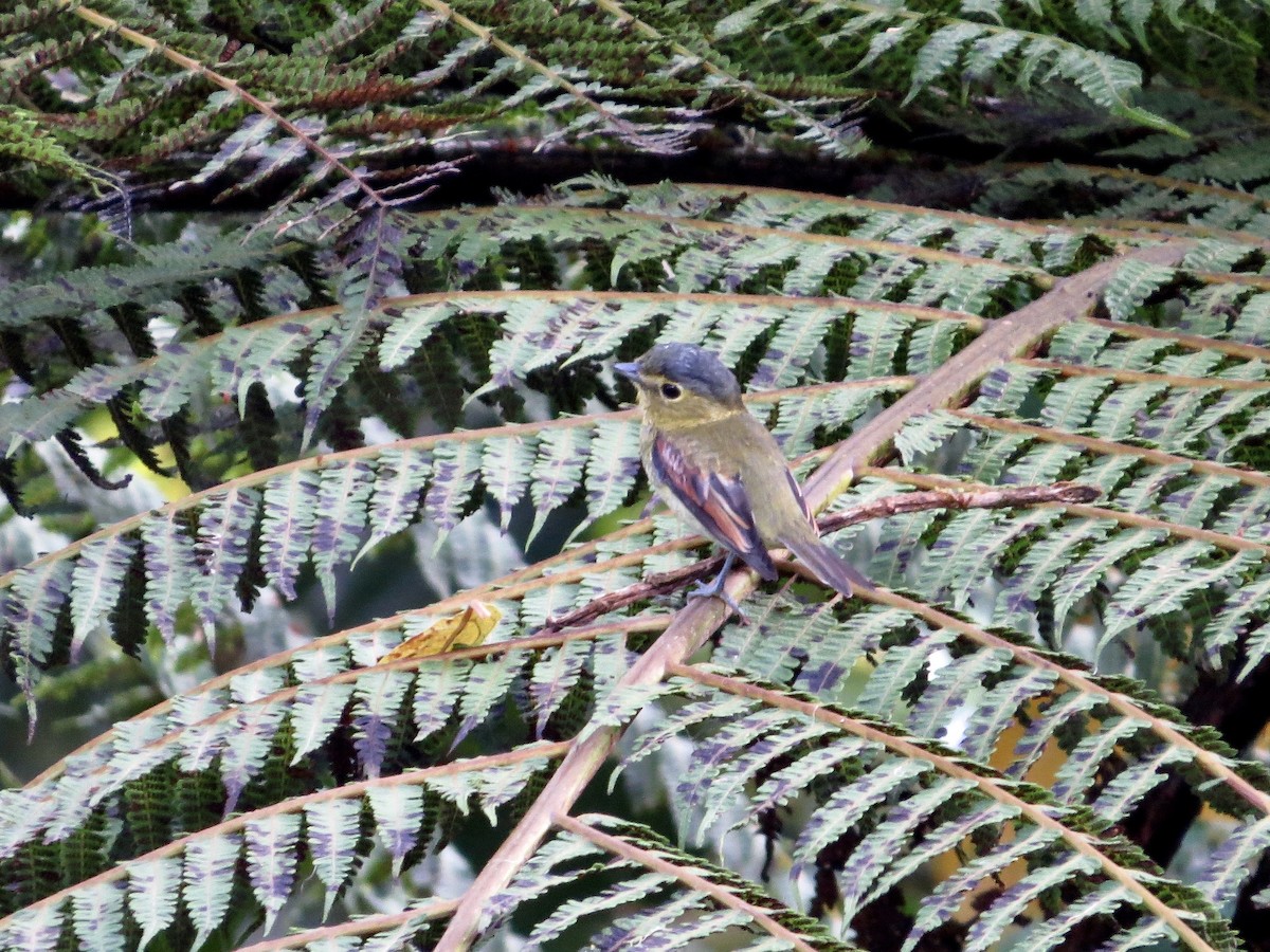 Barred Becard - ML642381088