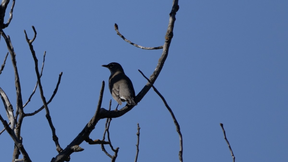 American Robin - ML642381093