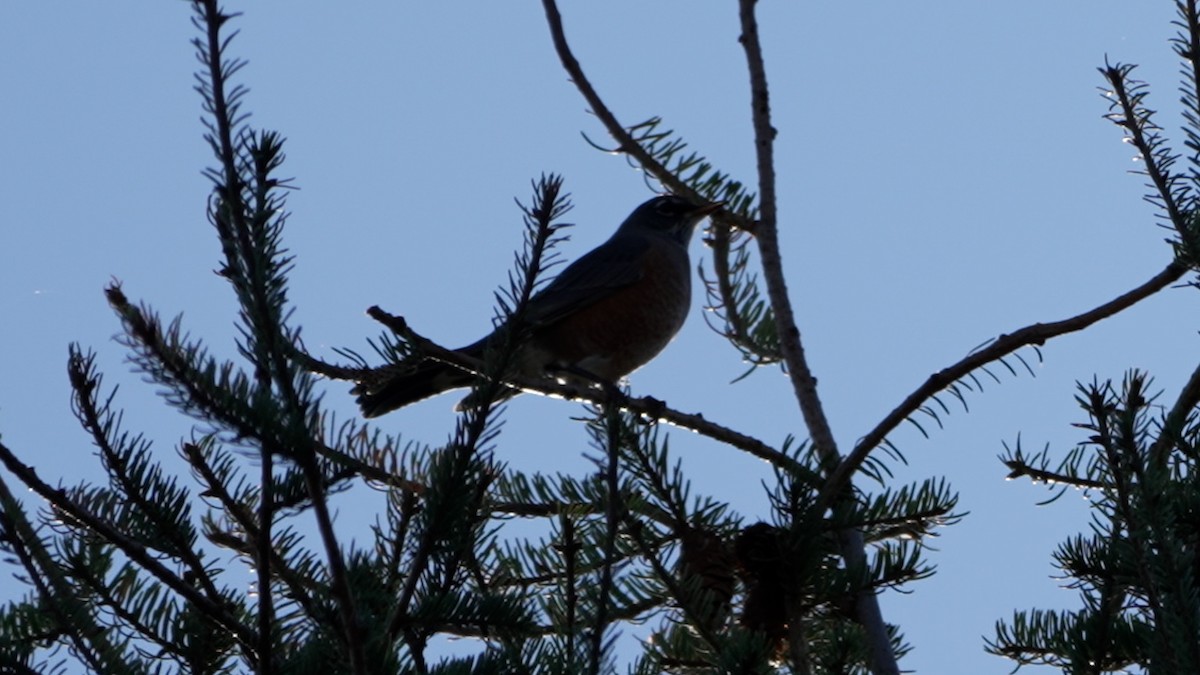 American Robin - ML642381094
